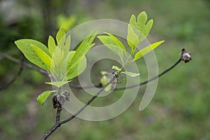 Close-up of young leaves of the sassafras tree in springtime.