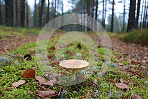 Close-up of a young light mushroom. Green moss. Autumn morning