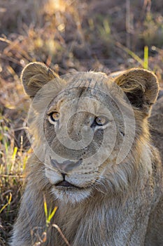Close up of a young lion 1