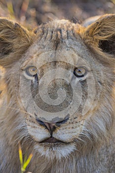 Close up of a young lion 2