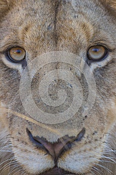 Close up of a young lion 3