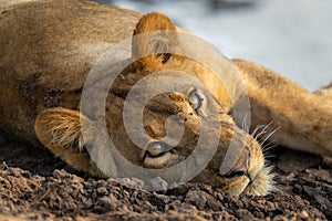 Close-up of young lion lying with catchlights