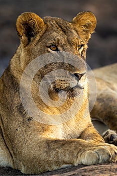 Close-up of young lion lying staring ahead