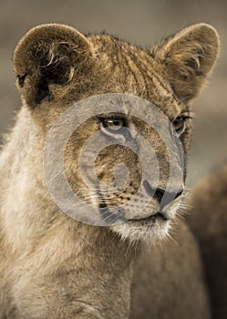 Close-up of a young lion, Serengeti, Tanzania