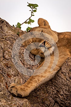 Close-up of young lion sleeping in tree