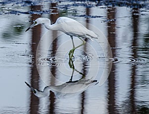 A Close up of a Young Little Blue Heron`s Foot as it Wades