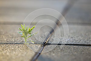 Close up of young little green plant starting to grow between concrete tiles in spring. Beginning of new life concept