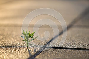 Close up of young little green plant starting to grow between concrete tiles in spring. Beginning of new life concept