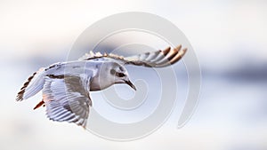 Close up of a young little gull