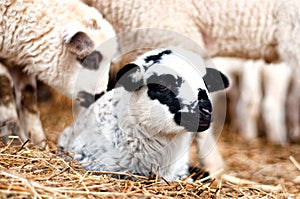 Close-up of young little lamb smiling and sleeping