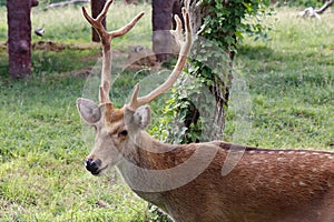 Close up of a young male Barasingha (Rucervus duvaucelii) also called swamp deer