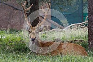 Close up of a young male Barasingha (Rucervus duvaucelii) also called swamp deer