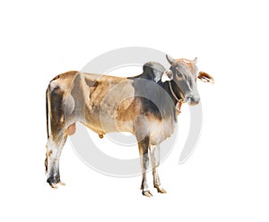 Young male cow isolated on white background with clipping path