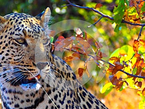 Close up of young male leopard glanzing to the right