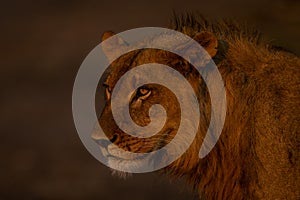 Close-up of young male lion with catchlight photo