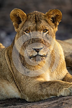 Close-up of young male lion with catchlights