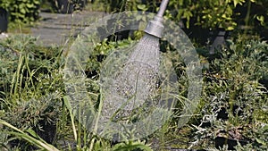 Close-up. Young man gardener watering garden with hose. 120fps.