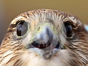 Close up of young Merlin