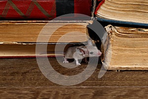 Close-up the young mouse sniffs the old book on the shelf in the library. photo