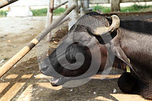 close up young murrah buffaloes in stable