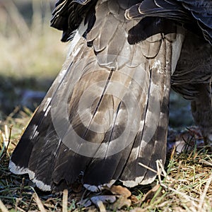 Close-up young of Northern Goshawk. Accipiter gentilis. Detail of the tail. Spain
