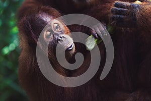 Close up of a young orangutan eating