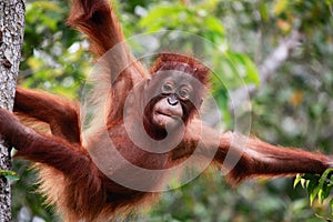 Close-up of a young orangutan perched atop a tree branch at Tanjung Putting National Park, Indonesia