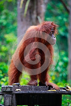 Close-up of a young orangutan at Tanjung Putting National Park in Indonesia