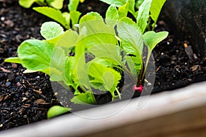 Close-up of young organic red radish Raphanus sativus with bright green leaves growing on raised bed. Urban gardening.