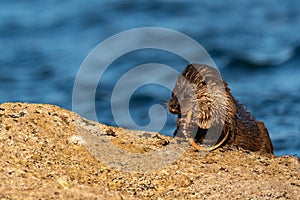 Close up of young Otter consuming a pipe fish