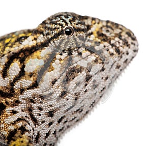 Close-up of Young Panther Chameleon, Furcifer pardalis