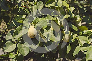 Close-up of young pear-shaped quince Cydonia oblonga unripe fruit