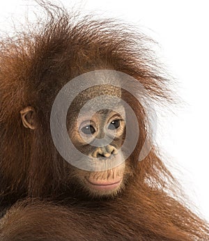 Close-up of a young pensive Bornean orangutan, Pongo pygmaeus