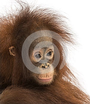 Close-up of a young pensive Bornean orangutan, Pongo pygmaeus photo