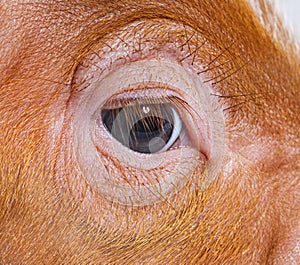 Close-up on a young pig eye and eyelashes mixedbreed photo