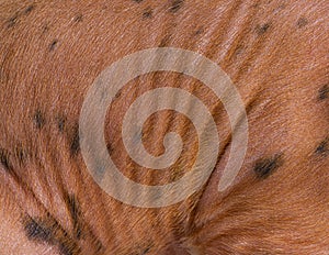 Close-up on a young pig hairs mixedbreed, isolated