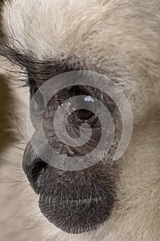 Close-up of Young Pileated Gibbon, 1 year