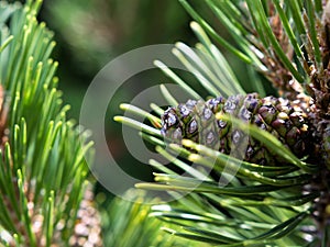 Close-up on young pine cone surrounded by fresh pine needles