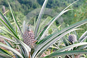 Close up of a young pineapple. The pineapple Ananas comosus is a tropical plant with an edible fruit and the most economically si