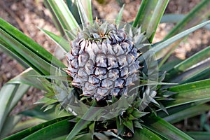 Close up of a young pineapple. The pineapple Ananas comosus is a tropical plant with an edible fruit and the most economically si photo