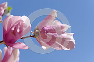 Close up of young pink magnolia flowers against a clear blue sky.