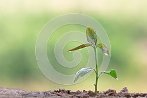 Close up Young plant growing over green background.