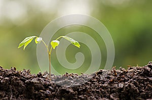 Close up Young plant growing with rain water drop