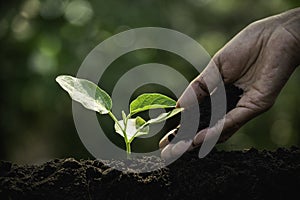 Close-up young plant growing in the soil concept save nature or agriculture on soft green tree background