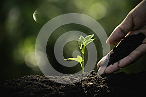 Close-up young plant growing in the soil concept save nature or agriculture on soft green tree background