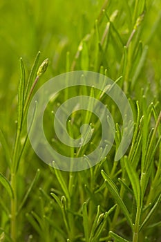 Close up on the young plant of Sideritis, also known as ironwort, mountain tea and shepherd`s tea, is a genus of flowering plants