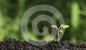 Close up of young plant sprouting from the ground with green bokeh background