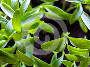 Close-up on young plantlets of coriander or Chinese parsley