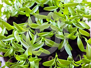 Close-up on young plantlets of coriander or Chinese parsley