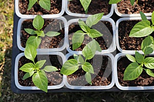 A close up of young plantlets of sweet pepper Capsicum annuum subsp. grossum in a little plastic pots. Bell pepper seedlings